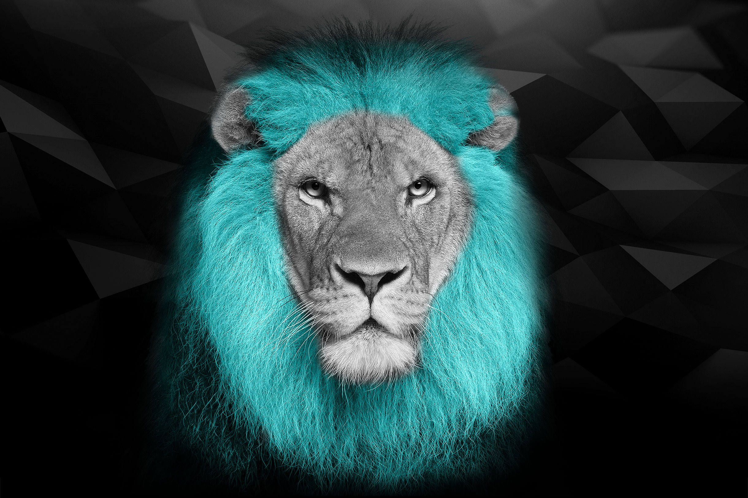 myAgency-A propos-background lion 