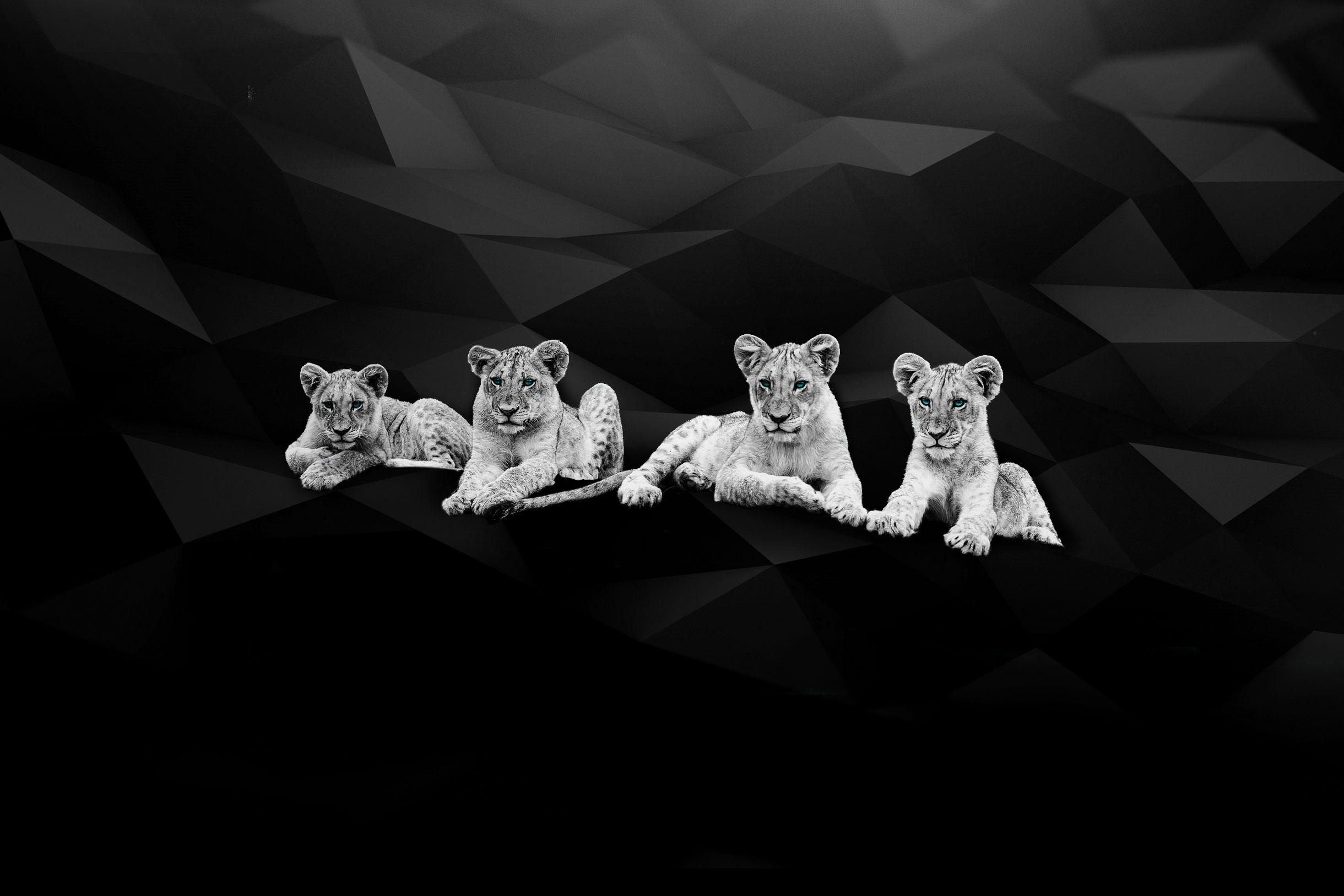 myAgency-Projets-background lion